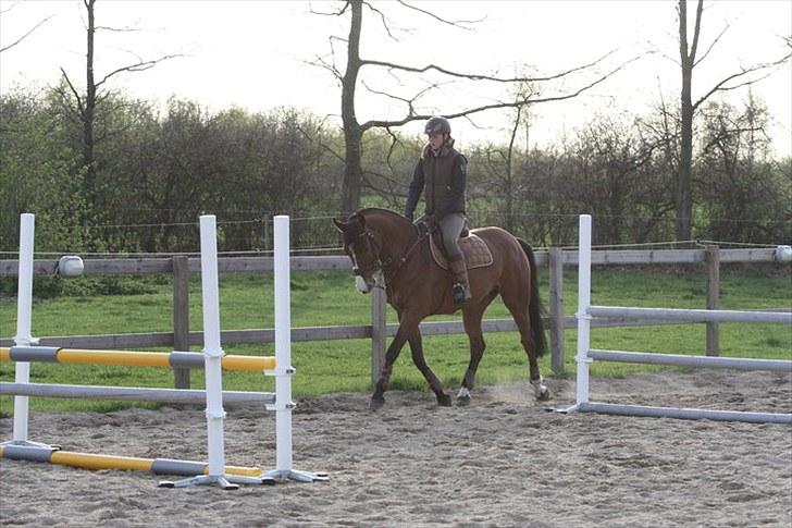 Dansk Varmblod Søndervangs Armstrong - Ridetur billede 13