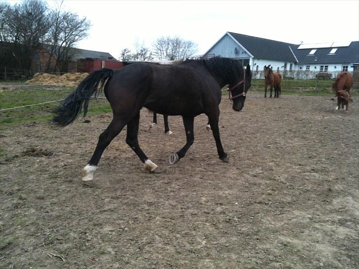 Anden særlig race musse billede 16