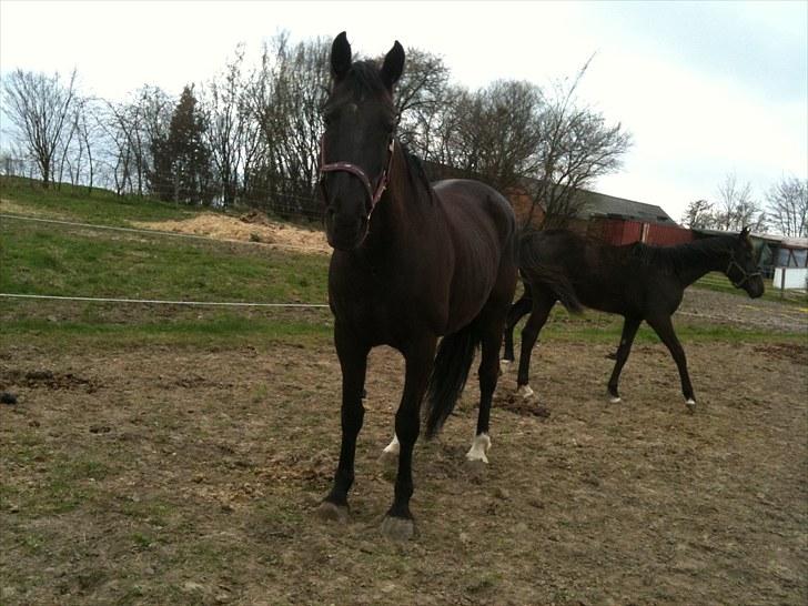 Anden særlig race musse billede 17