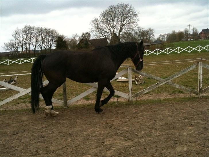 Anden særlig race musse billede 18