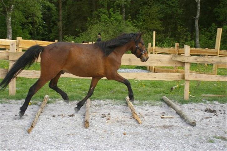 New Forest Stoubjergs Diesel - Maj 2009 billede 1