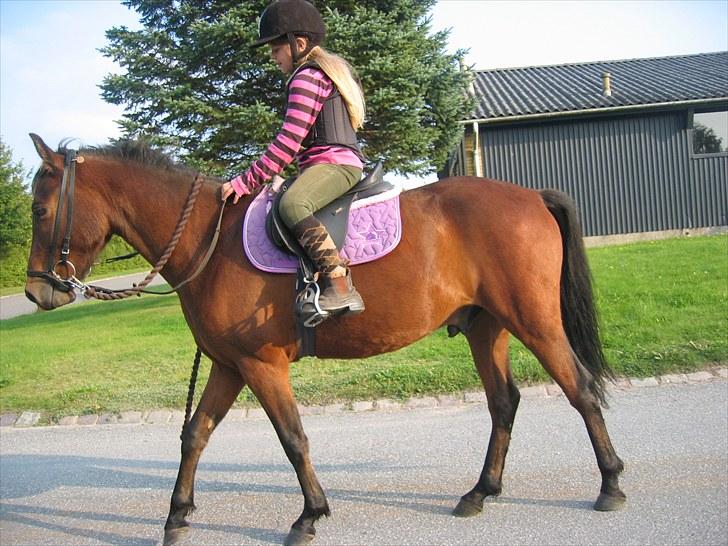 New Forest Stoubjergs Diesel - 1. tur med rytter hjemme, efter han er blevet gjort ryttervant...efterår 2009 billede 2