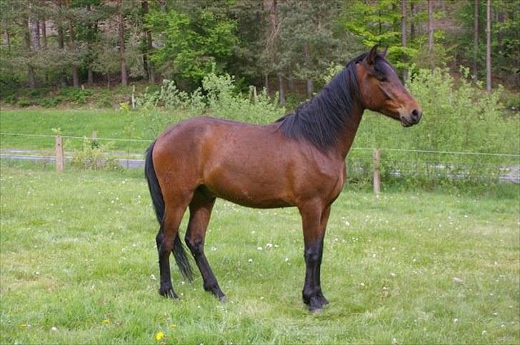 New Forest Stoubjergs Diesel - Maj 2009 billede 4