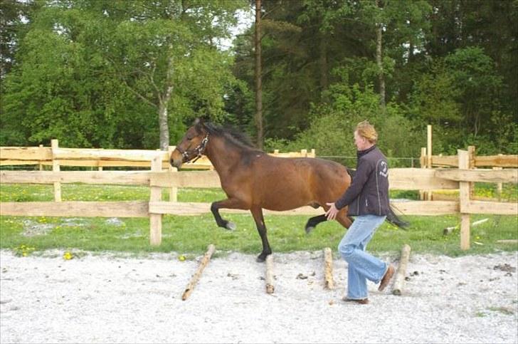 New Forest Stoubjergs Diesel - Maj 2009 billede 5