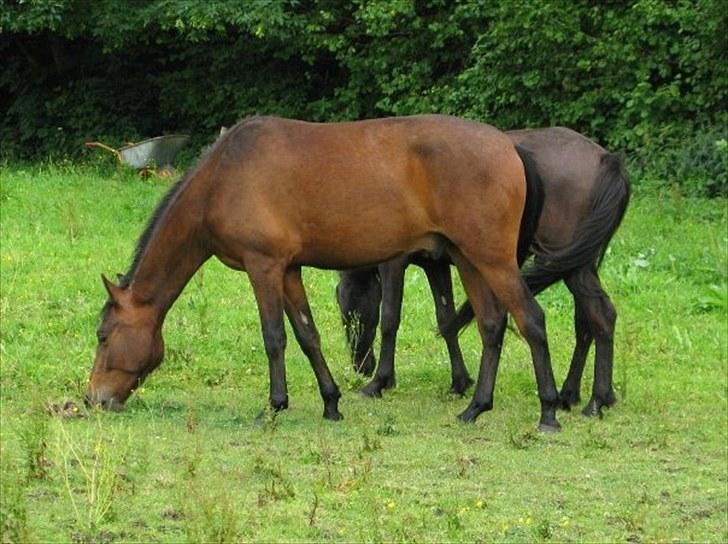 New Forest Stoubjergs Diesel - Sensommer 2009 - foto: Kathrine billede 6