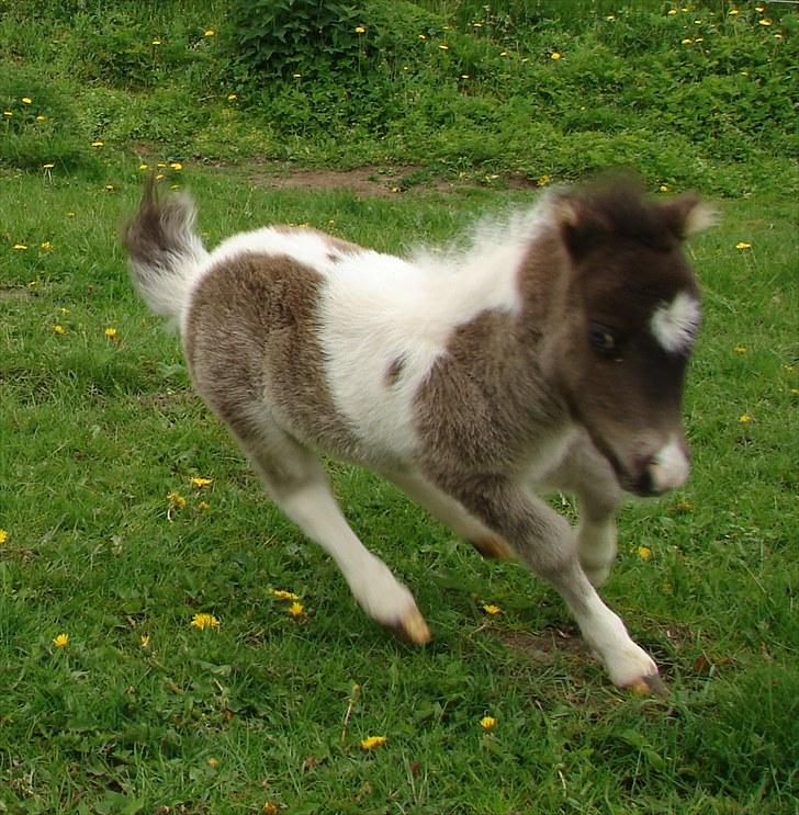 Belgisk Miniature MHS Il Tempo Gigante RIP - Hej og velkommen til min profil, nu er jeg 9 dage gammel - 24 maj 2010 billede 1