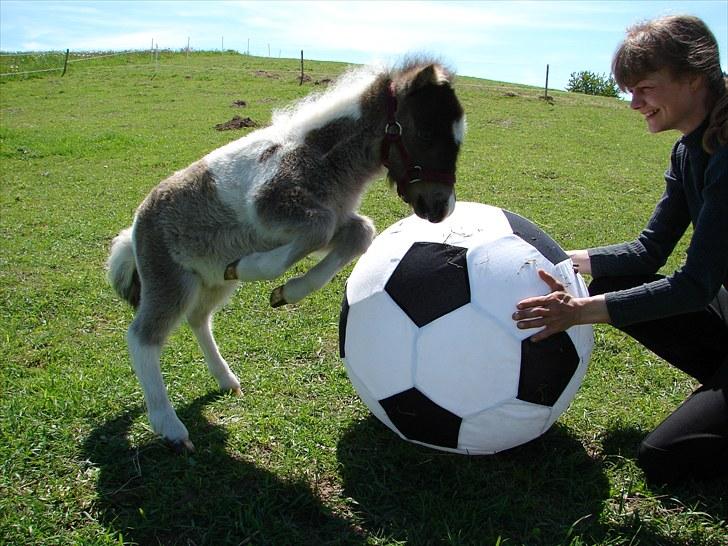 Belgisk Miniature MHS Il Tempo Gigante RIP - 2 juni 2010 - Stor bold til lille hest, men den skal nu ikke tro den er noget hi hi billede 3