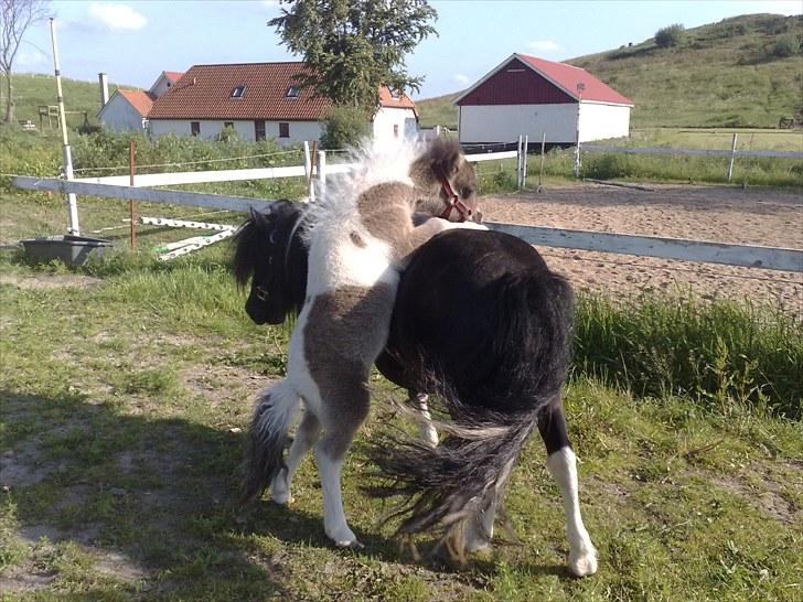 Belgisk Miniature MHS Il Tempo Gigante RIP - 23 juni 2010 - Skøre dreng, har lige leget med ham, så han var helt pjattet:-) billede 7