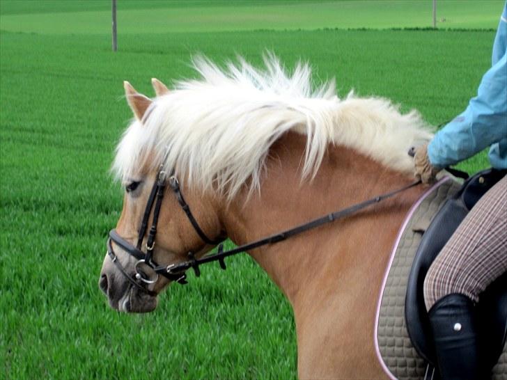 Haflinger Aphrodite Vant Tempelshof - Hej og velkommen :D Foto: Fie billede 1