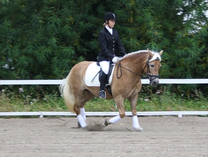 Haflinger Aphrodite Vant Tempelshof - Stævne d. 8 august :D Foto Fie :D <3 billede 2