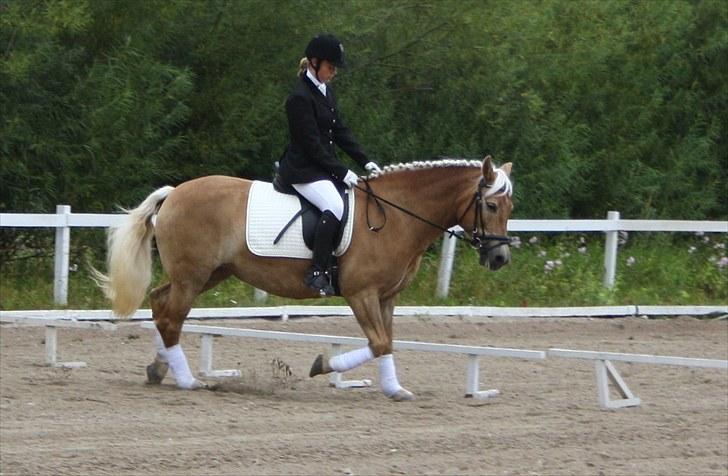 Haflinger Aphrodite Vant Tempelshof - Stævne d. 8 august :D Foto Fie :D <3 billede 3