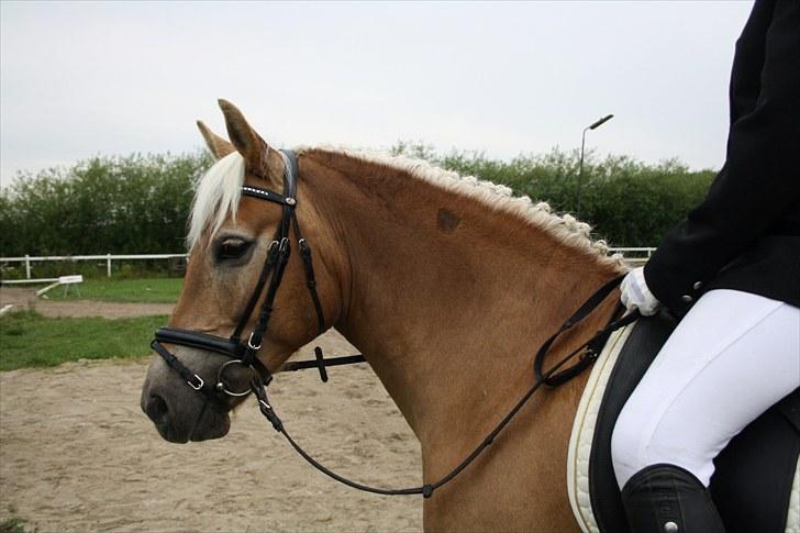 Haflinger Aphrodite Vant Tempelshof - Aphro til stævne d. 8 august :D Foto Fie :D <3 billede 4