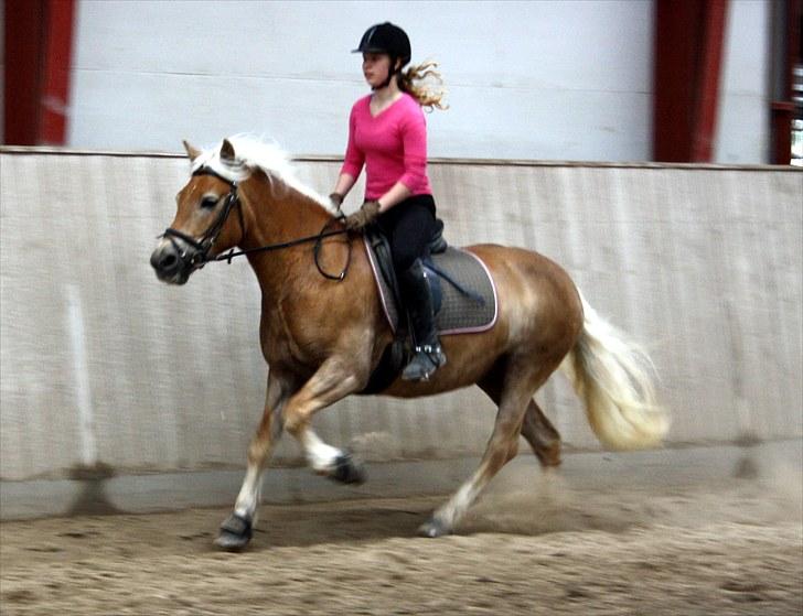 Haflinger Aphrodite Vant Tempelshof - Wuhu galop 8D Maj 2010 Foto Foe :D <3 billede 5