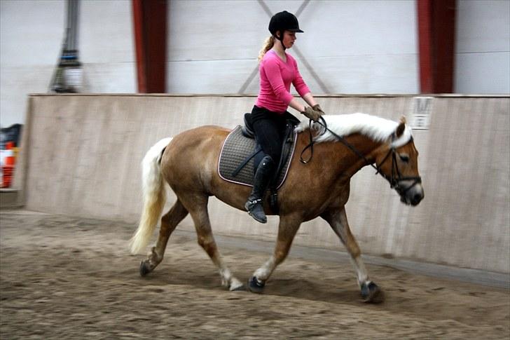 Haflinger Aphrodite Vant Tempelshof - Løsgørende trænning Maj 2010 :D Foto: Fie :D <3 billede 6