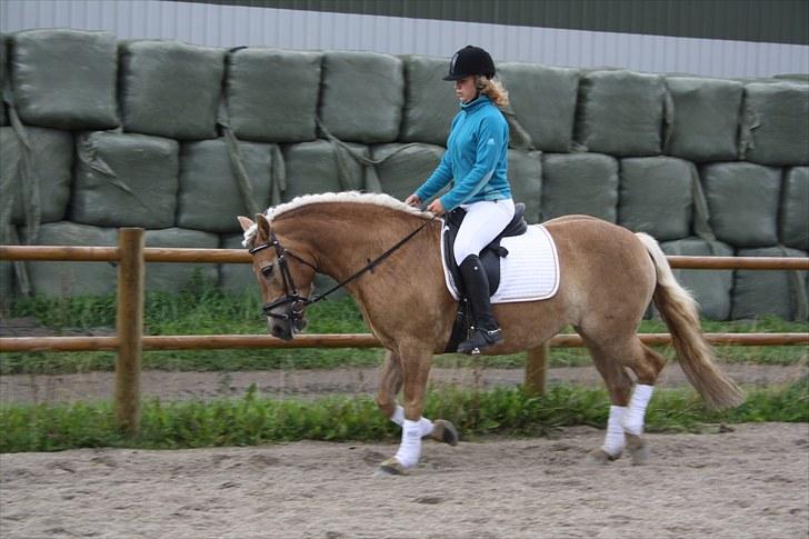 Haflinger Aphrodite Vant Tempelshof - Træning d. 29/8 :) Foto: Fie :) billede 7