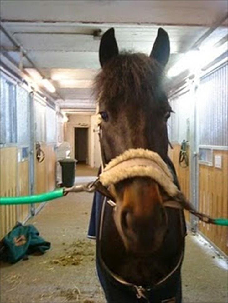 Anden særlig race Chanel billede 7