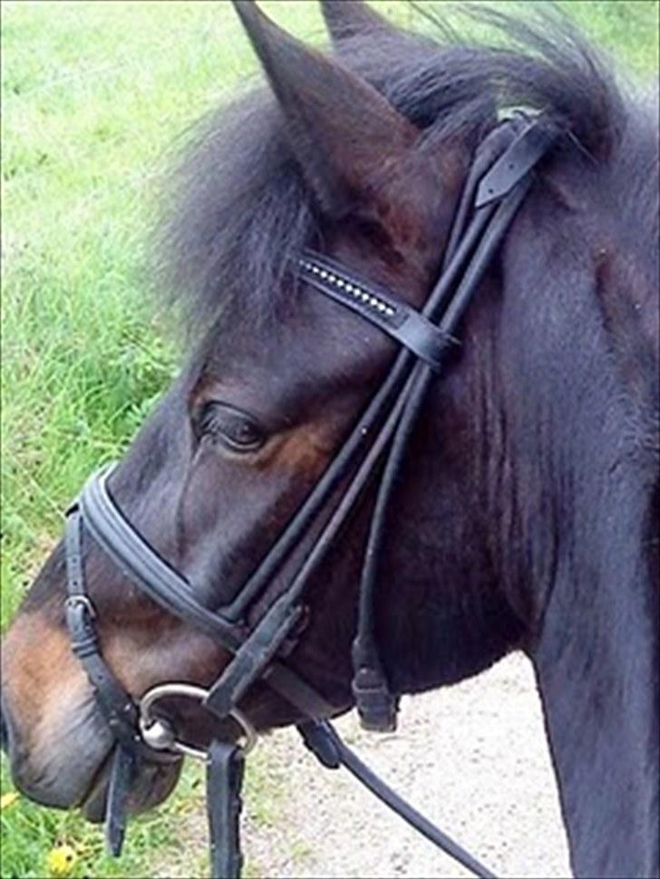 Anden særlig race Chanel billede 8