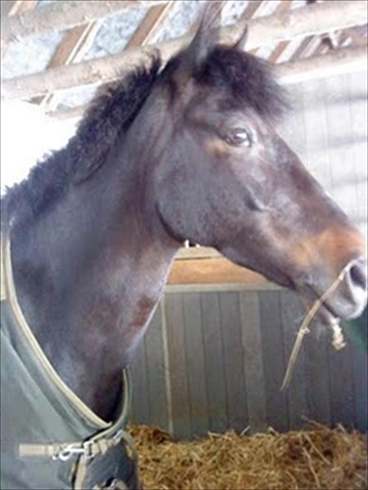 Anden særlig race Chanel billede 9