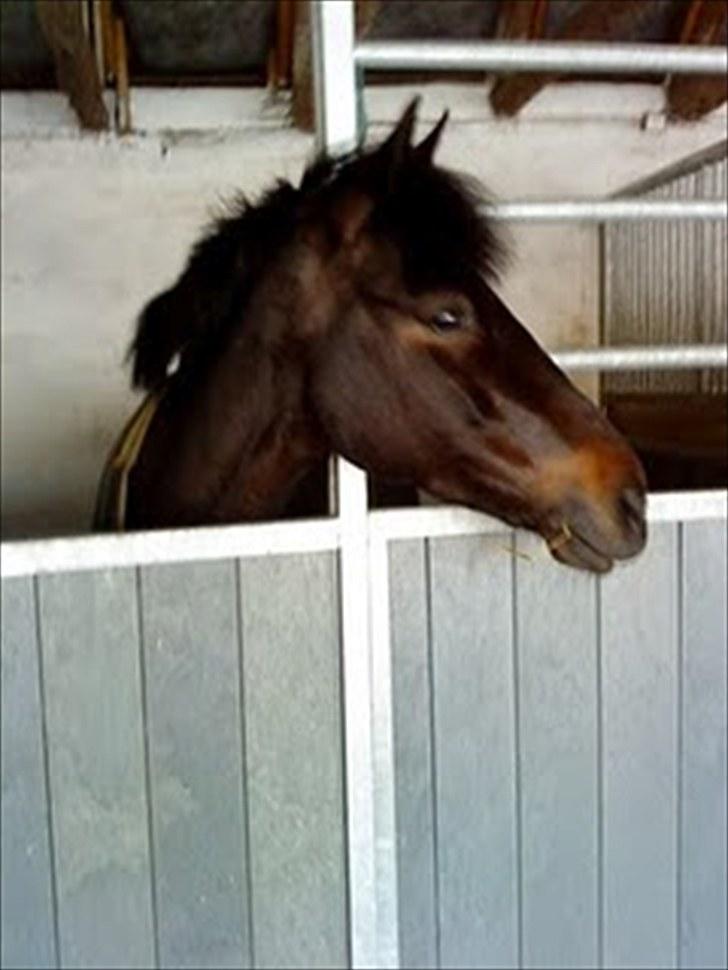 Anden særlig race Chanel billede 10