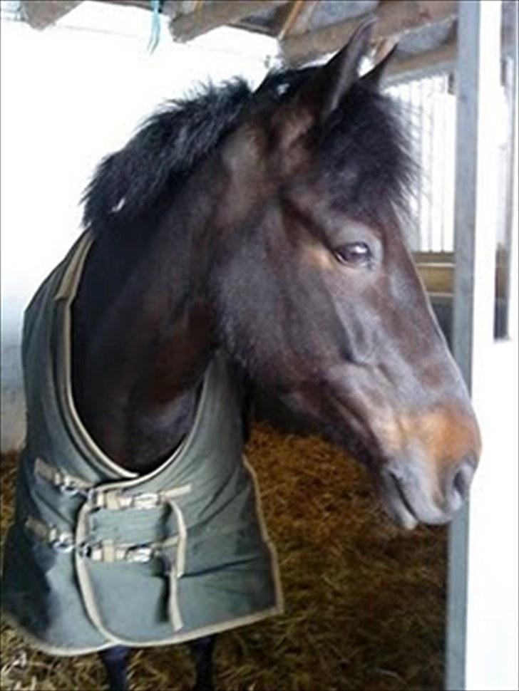 Anden særlig race Chanel billede 11