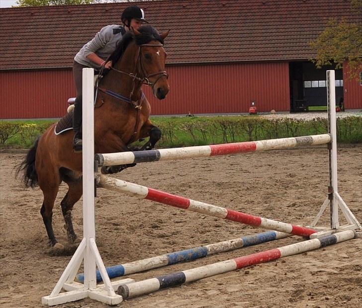 Irsk Sportspony Laney's Max billede 5