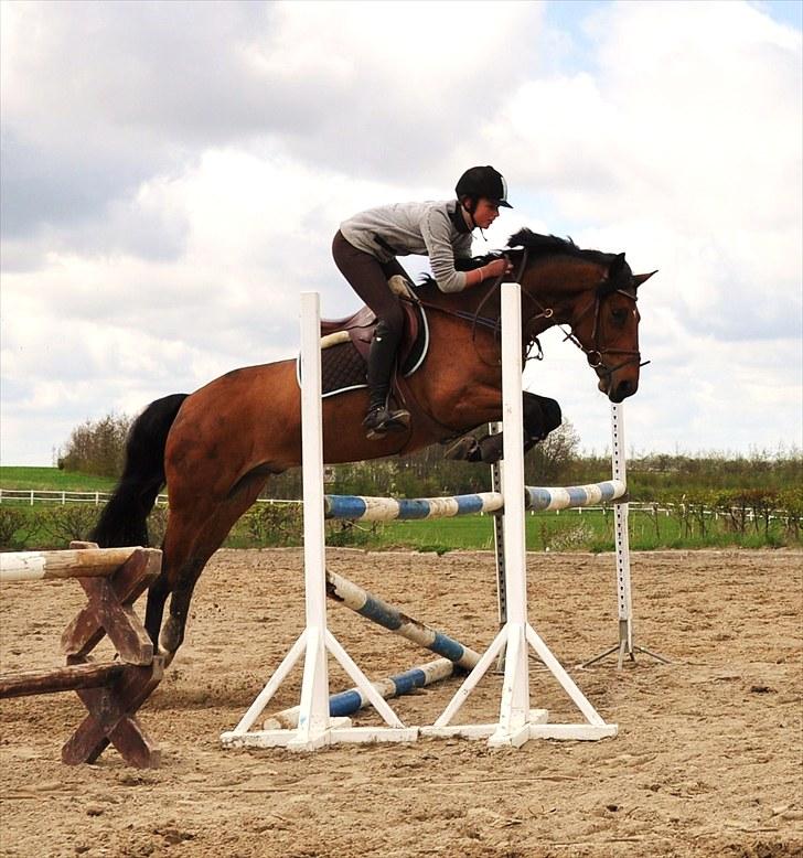 Irsk Sportspony Laney's Max billede 7
