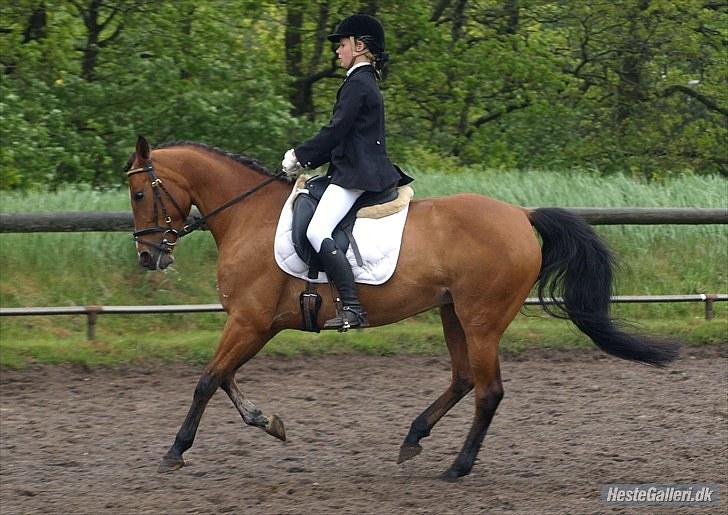 DSP » Malou. -  SOLGT! - min vidunderlige pony :i   galop øgning I; billede 3