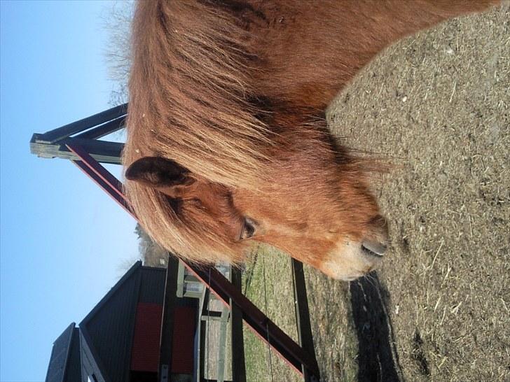 Islænder skölli billede 1