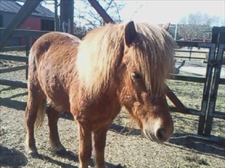 Islænder skölli - skölli kan godt lide solen billede 2