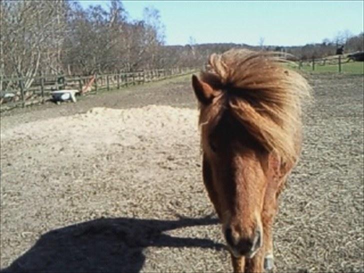 Islænder skölli billede 3