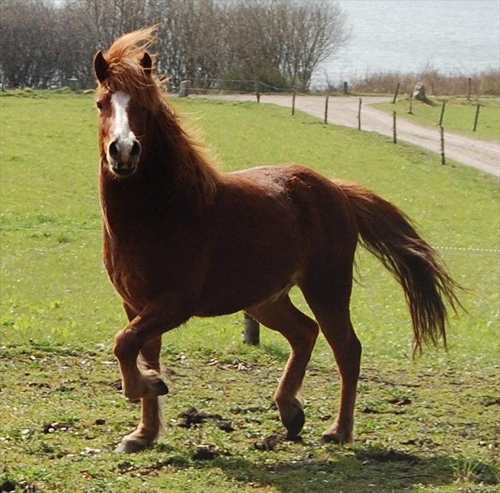 Islænder Dyggur fra Tranten billede 5