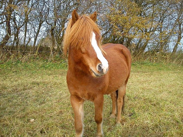Islænder Dyggur fra Tranten billede 8