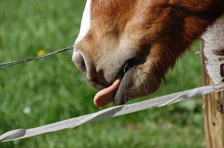 Islænder Dyggur fra Tranten billede 9