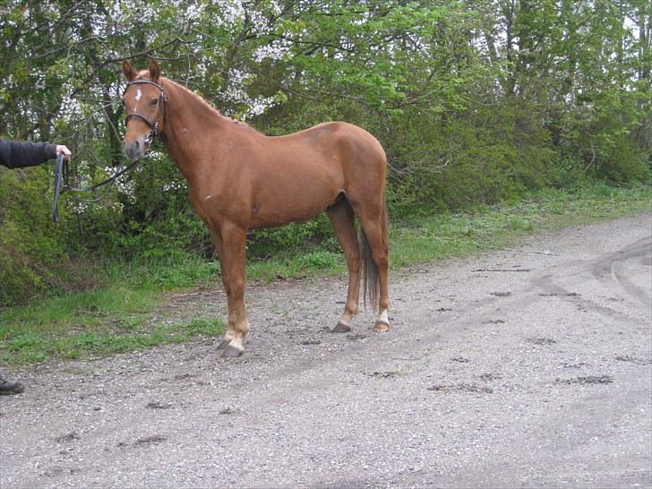 DSP Larsmindes Filanté-SOLGT billede 19