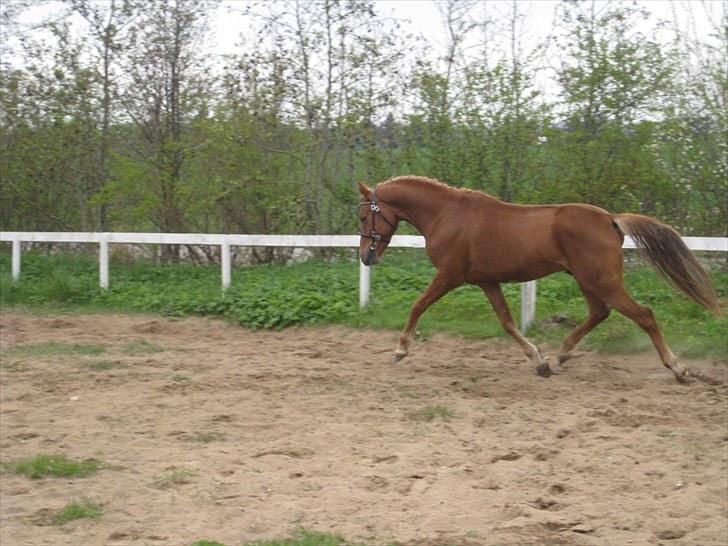 DSP Larsmindes Filanté-SOLGT billede 20