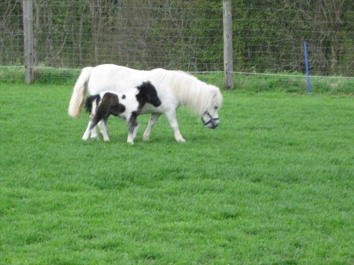 Anden særlig race (¯`v´¯)Filine(¯`v´¯) billede 2