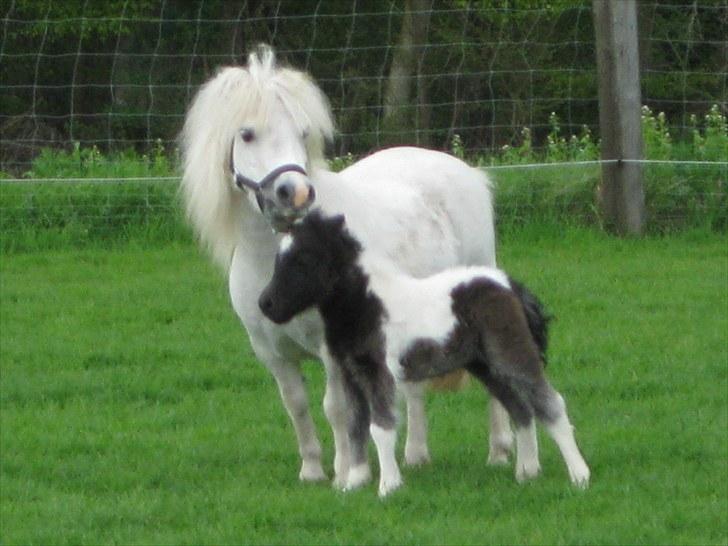 Anden særlig race (¯`v´¯)Filine(¯`v´¯) billede 3