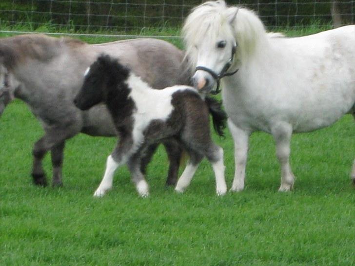 Anden særlig race (¯`v´¯)Filine(¯`v´¯) billede 4