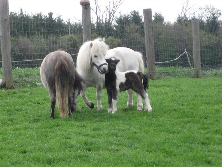 Anden særlig race (¯`v´¯)Filine(¯`v´¯) billede 5