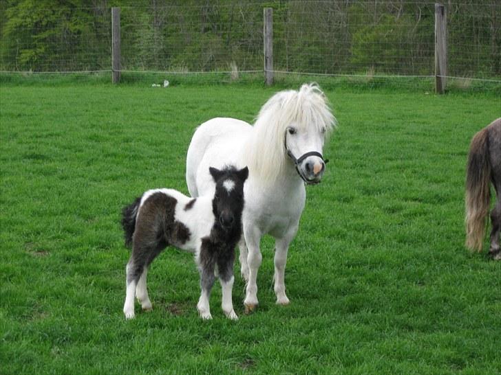 Anden særlig race (¯`v´¯)Filine(¯`v´¯) billede 6