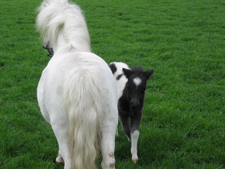 Anden særlig race (¯`v´¯)Filine(¯`v´¯) billede 7