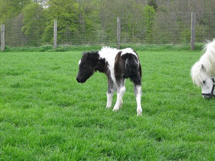 Anden særlig race (¯`v´¯)Filine(¯`v´¯) billede 12