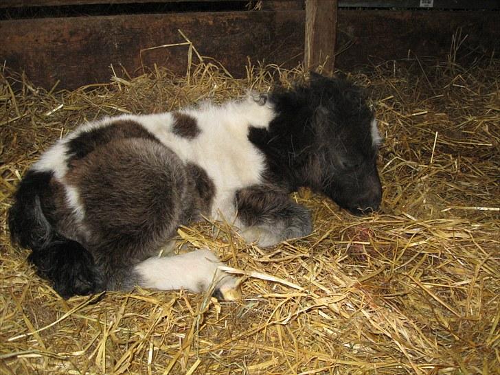 Anden særlig race (¯`v´¯)Filine(¯`v´¯) billede 13