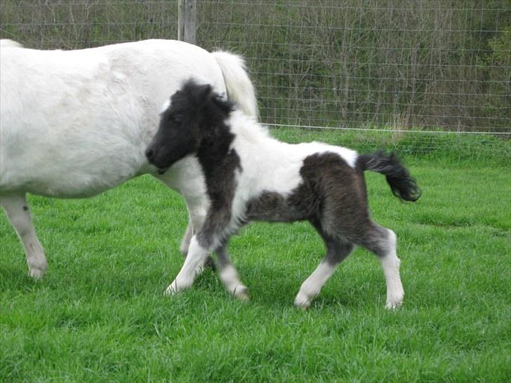 Anden særlig race (¯`v´¯)Filine(¯`v´¯) billede 16