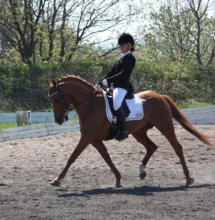 DSP Golden Empire - 2011. billede 1