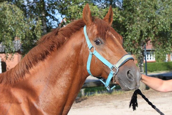 DSP Golden Empire - 2010. billede 2