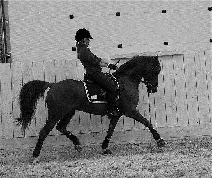 DSP Golden Empire - 2011. billede 3