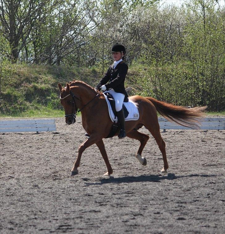 DSP Golden Empire - 2011. billede 4