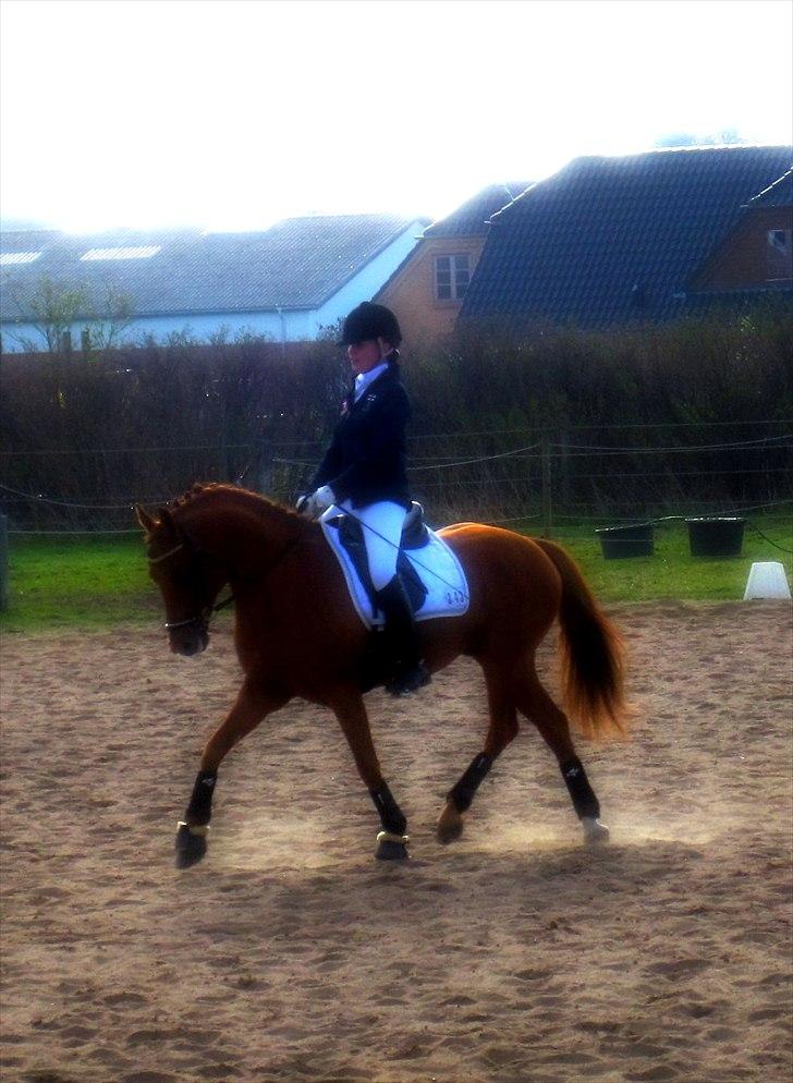 DSP Golden Empire - 2011. billede 5