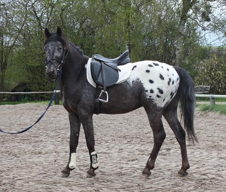 Anden særlig race Show-time (solgt) billede 11
